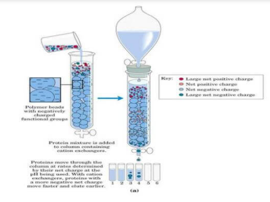 离子交换层析示意图-卡梅德科技.png