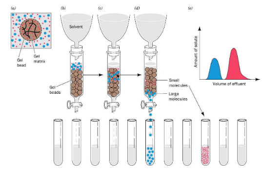 凝胶过滤层析示意图-卡梅德科技.png