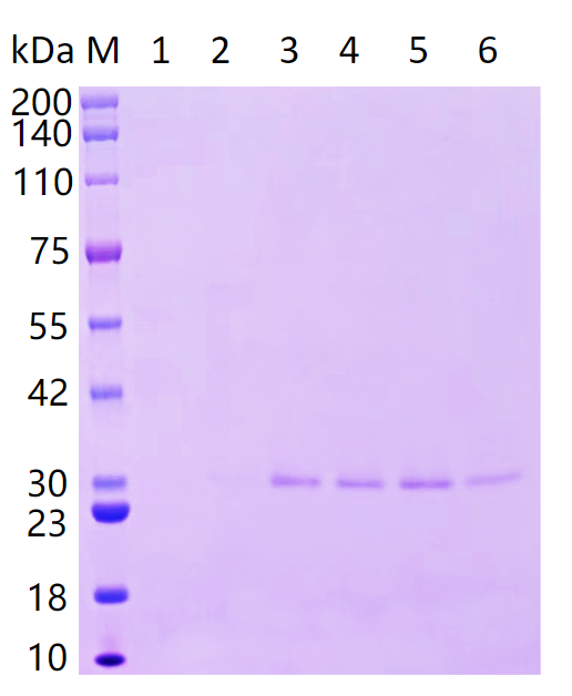 蛋白纯化SDS-PAGE结果-卡梅德科技.png