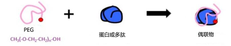 PEG(聚乙二醇)修饰-卡梅德科技.png