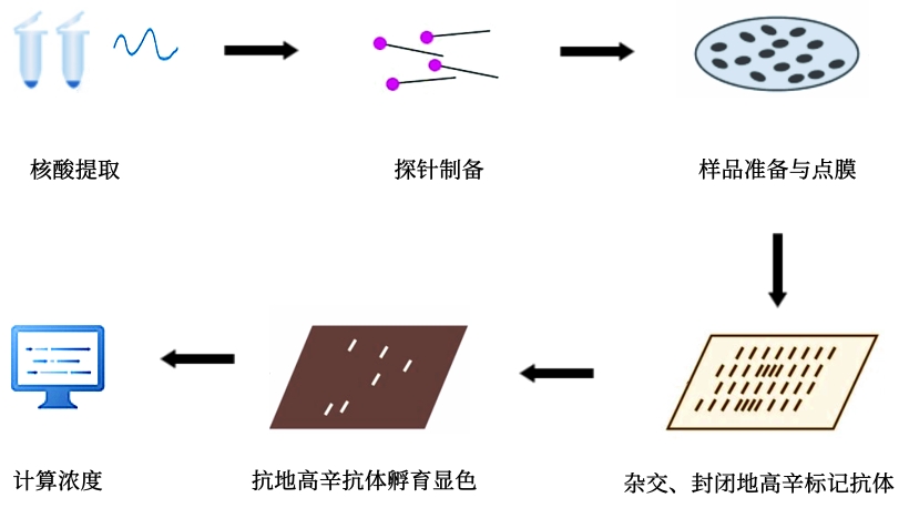 斑点杂交实验流程-卡梅德科技.jpg