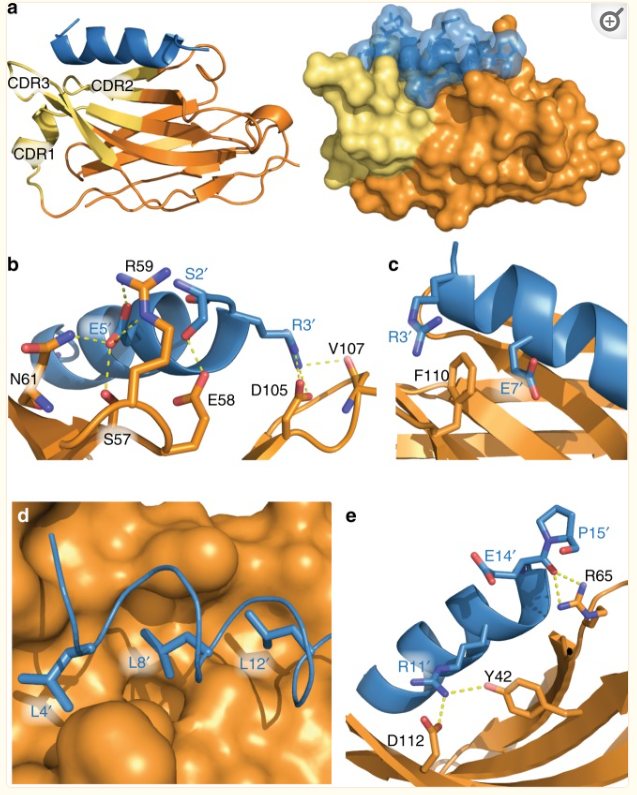 Alfa tag VHH抗体筛选体系+卡梅德生物2.jpg