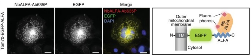 Alfa tag VHH抗体筛选体系+卡梅德生物3.jpg