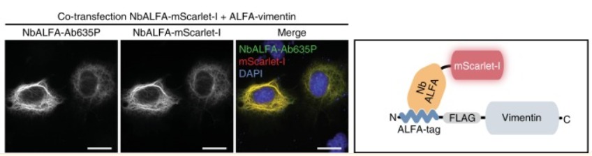 Alfa tag VHH抗体筛选体系+卡梅德生物4.jpg