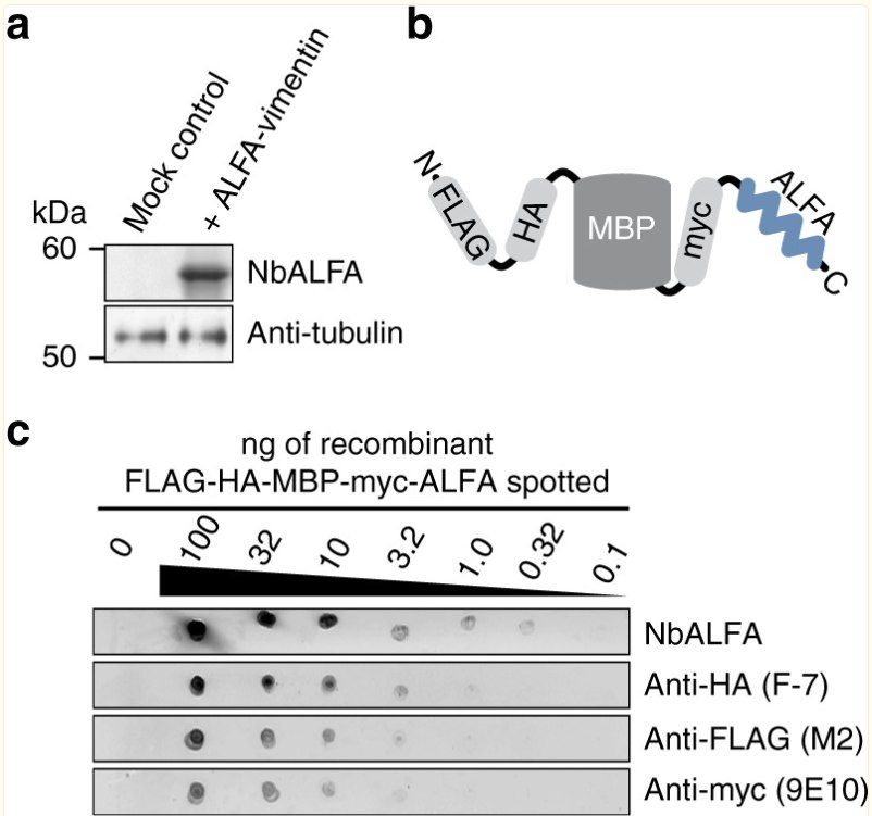 Alfa tag VHH抗体筛选体系+卡梅德生物5.jpg