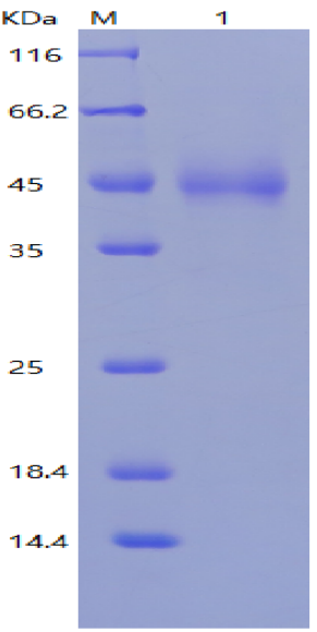 Alfa tag VHH抗体筛选体系+卡梅德生物6.png