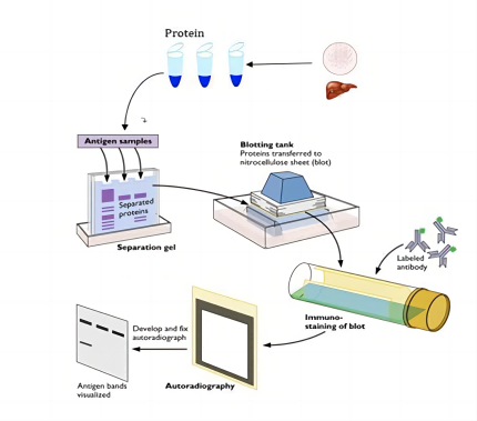 Western Blot验证蛋白表达情况+卡梅德生物.png