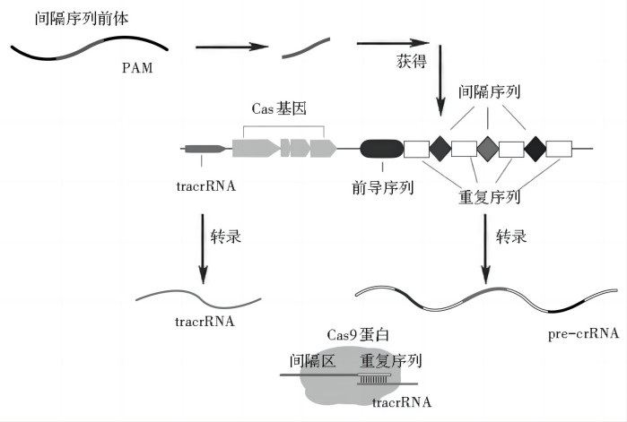 jiyinqiaochu+kameideshengwu2.jpg