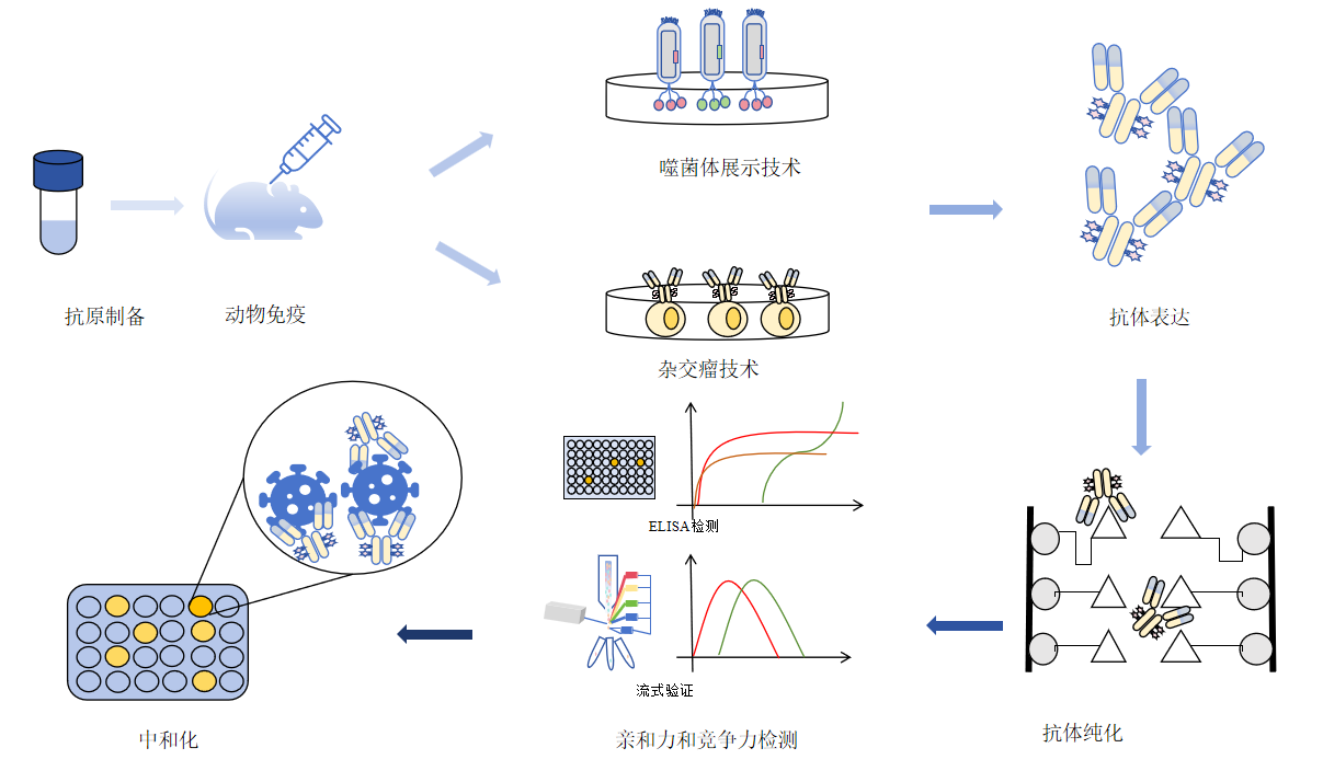 中和抗体制备流程-卡梅德科技.png