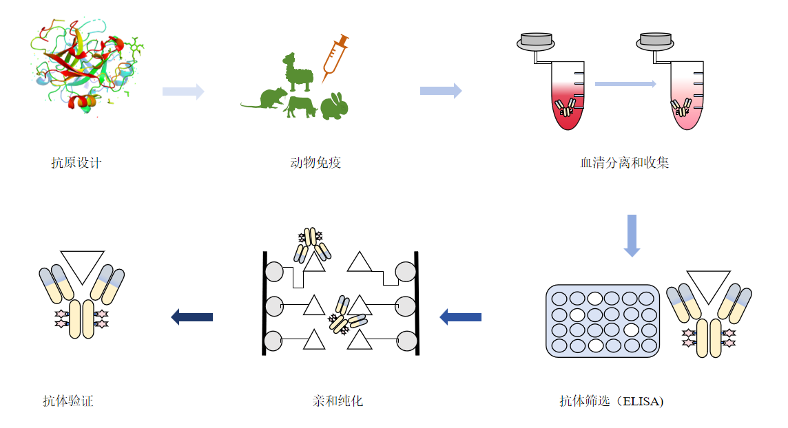 多克隆抗体制备主要服务流程-卡梅德科技.png