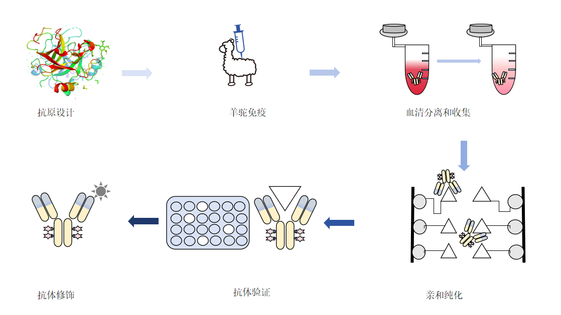 羊驼多克隆抗体制备流程-卡梅德科技.png
