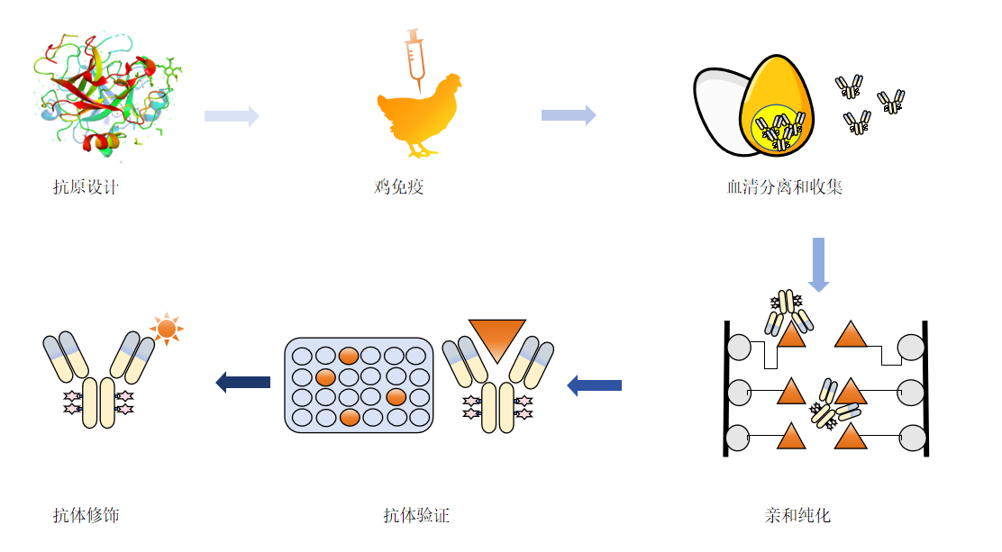 鸡多克隆抗体制备服务流程-卡梅德科技.png