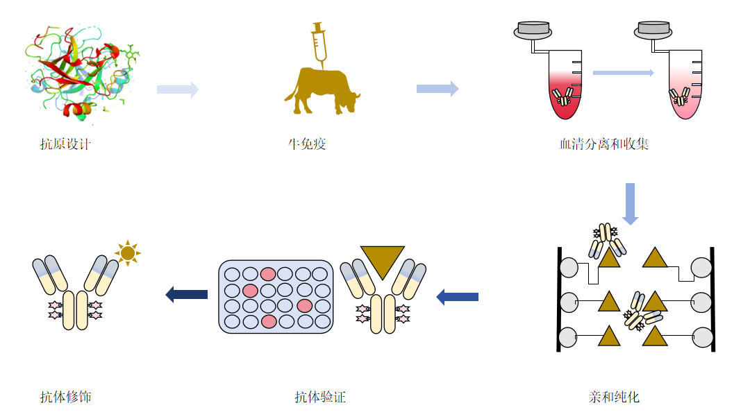 牛多克隆抗体制备流程-卡梅德科技.png