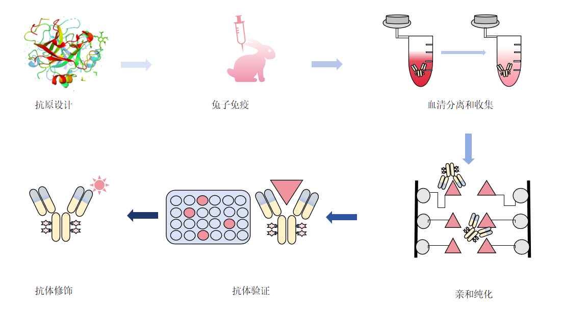 兔多抗制备实验流程-卡梅德科技.png