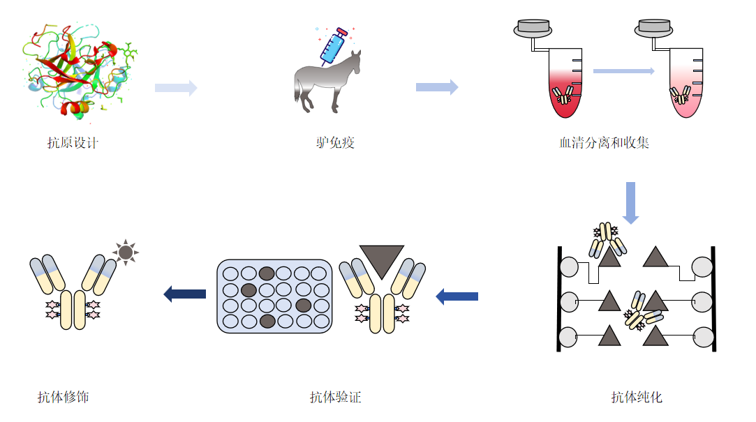 驴多克隆抗体制备流程-卡梅德科技.png