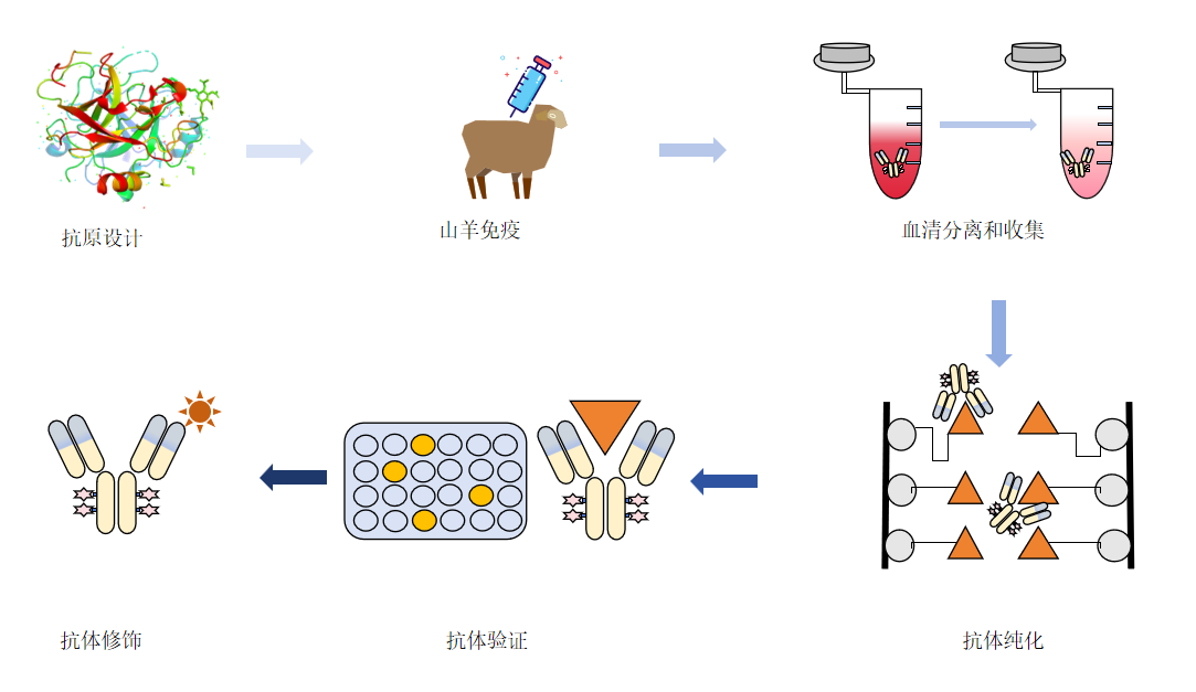 羊多克隆抗体制备流程-卡梅德科技.png