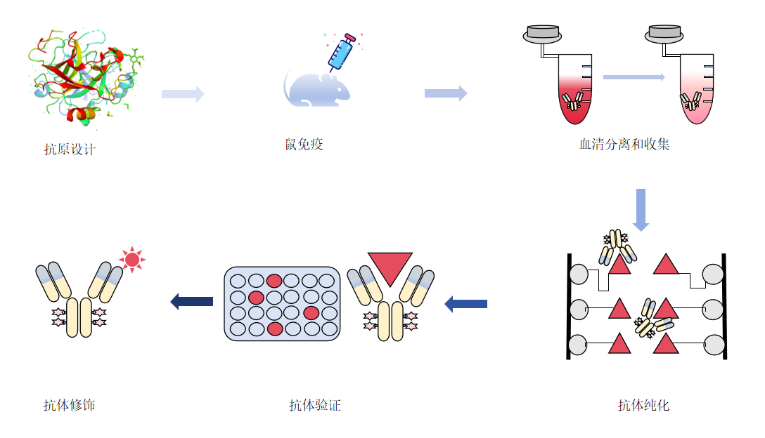 鼠类多克隆抗体定制实验流程-卡梅德科技.png