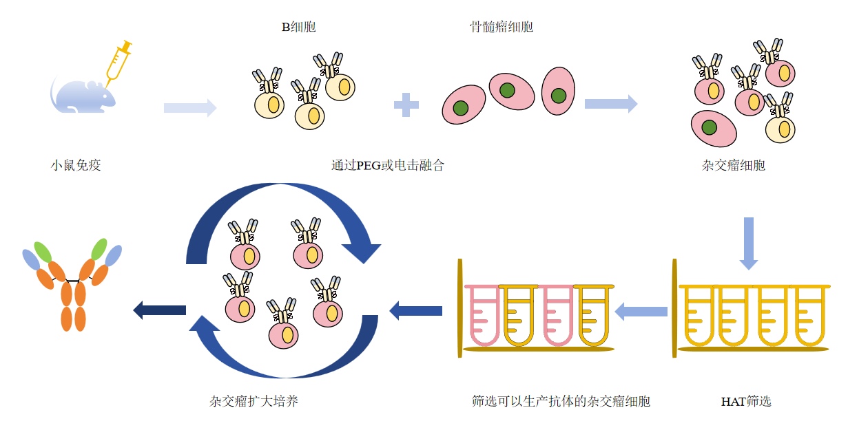 鼠单抗杂交瘤制备流程-卡梅德科技.png